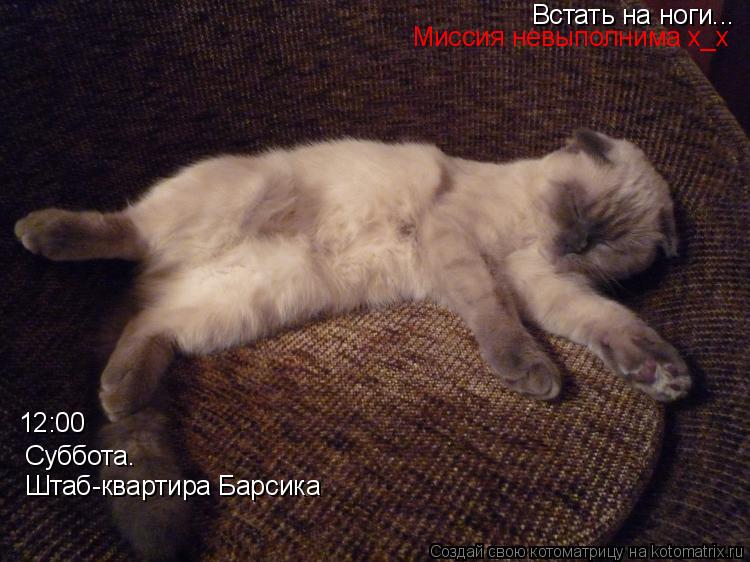 Котоматрица: Суббота. 12:00 Штаб-квартира Барсика Встать на ноги... Миссия невыполнима х_х