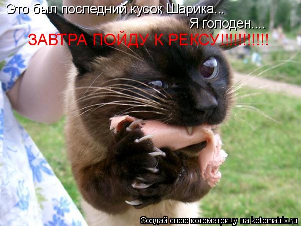 Котоматрица: Это был последний кусок Шарика... Я голоден.... ЗАВТРА ПОЙДУ К РЕКСУ!!!!!!!!!!!