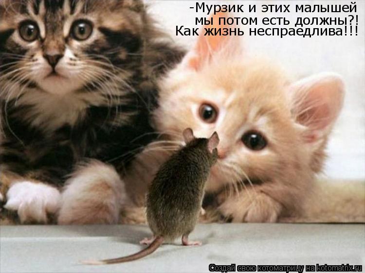 Котоматрица: -Мурзик и этих малышей  мы потом есть должны?! Как жизнь неспраедлива!!!
