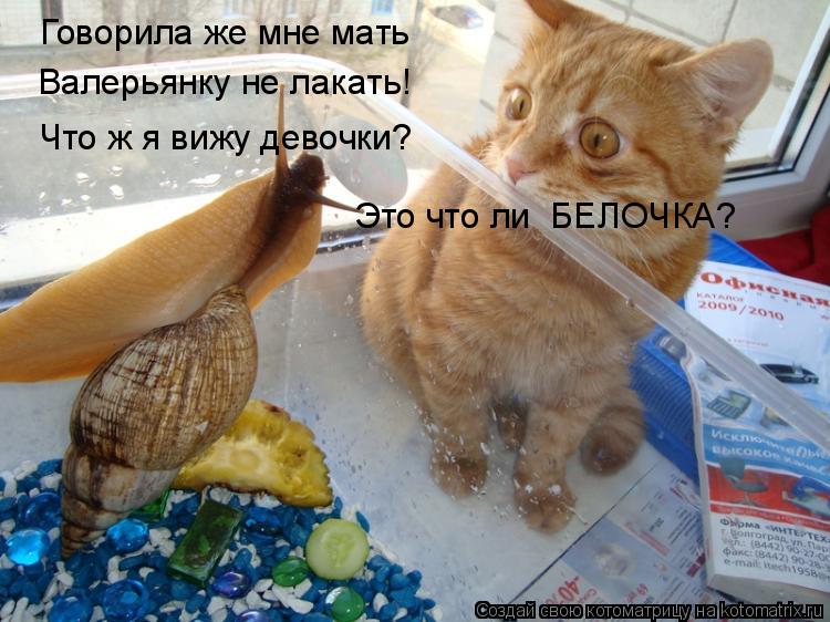 Котоматрица: Говорила же мне мать Валерьянку не лакать! Что ж я вижу девочки? Это что ли  БЕЛОЧКА?