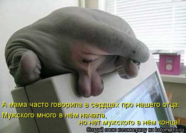 А мама часто говорила в сердцах про нашего отца: Мужского много в нём начала, но нет мужского в нём к... Котоматрица: А мама часто говорила в сердцах про нашего отца: Мужского много в нём начала, но нет мужского в нём конца!