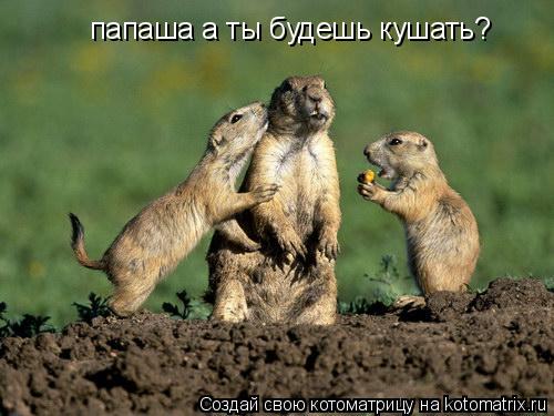 Котоматрица: папаша а ты будешь кушать?
