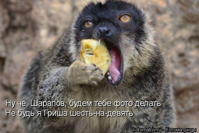 Котоматрица: Ну чё, Шарапов, будем тебе фото делать Не будь я Гриша шесть-на-девять