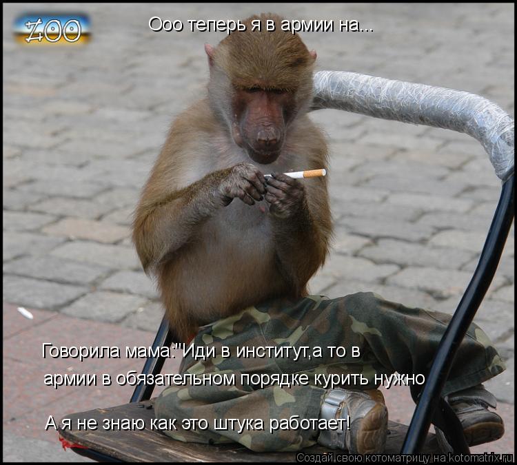 Котоматрица: Ооо теперь я в армии на... армии в обязательном порядке курить нужно Говорила мама:"Иди в институт,а то в А я не знаю как это штука работает!