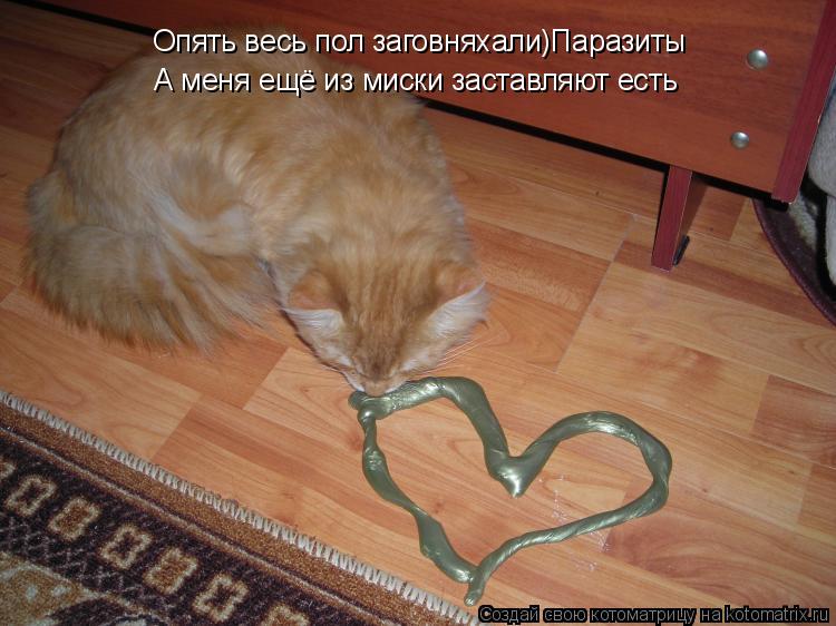 Котоматрица: Опять весь пол заговняхали)Паразиты А меня ещё из миски заставляют есть