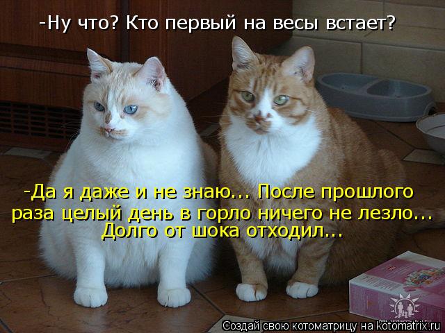 Котоматрица: -Ну что? Кто первый на весы встает? -Да я даже и не знаю... После прошлого  раза целый день в горло ничего не лезло... Долго от шока отходил...