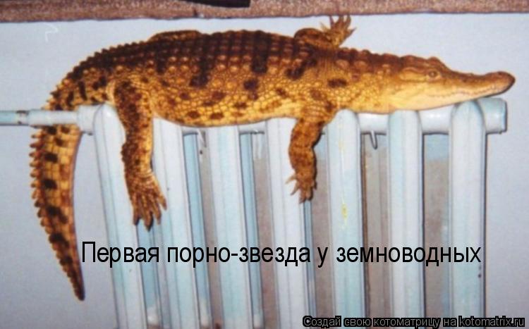 Котоматрица: Первая порно-звезда у земноводных