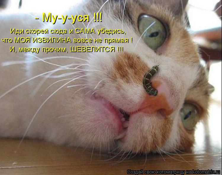 Иди скорей сюда и САМА убедись, - Му-у-уся !!! что МОЯ ИЗВИЛИНА вовсе не прямая ! И, между прочим, Ш... Котоматрица: Иди скорей сюда и САМА убедись, - Му-у-уся !!! что МОЯ ИЗВИЛИНА вовсе не прямая ! И, между прочим, ШЕВЕЛИТСЯ !!!