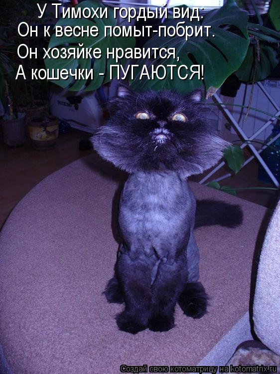 У Тимохи гордый вид: Он к весне помыт-побрит. Он хозяйке нравится, А кошечки - ПУГАЮТСЯ!... Котоматрица: У Тимохи гордый вид: Он к весне помыт-побрит. Он хозяйке нравится, А кошечки - ПУГАЮТСЯ!