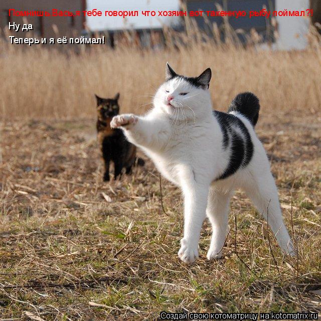 Котоматрица: Помнишь,Вась,я тебе говорил что хозяин вот такенную рыбу поймал?! Ну да Теперь и я её поймал!