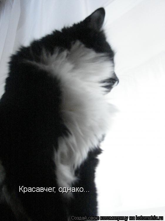 Котоматрица: Красавчег, однако...