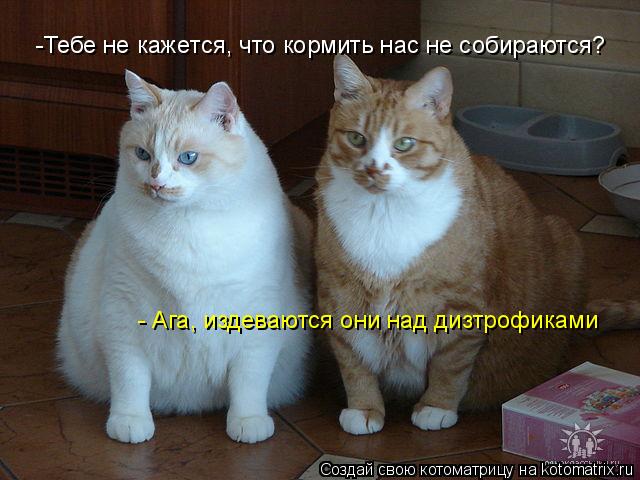 Котоматрица: -Тебе не кажется, что кормить нас не собираются? - Ага, издеваются они над дизтрофиками