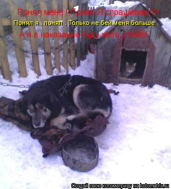 Котоматрица: Понял меня ! Понял Я спрашиваю !!! Понял я , понял . Только не бей меня больше А я в наказание буду жить у тебя!