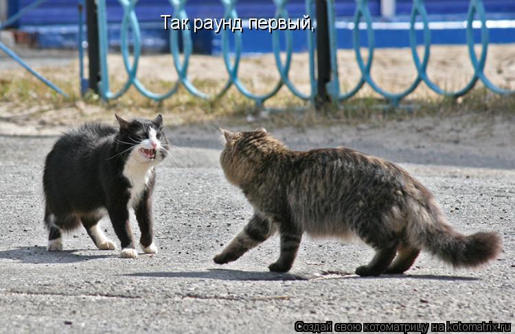 Котоматрица: Так раунд первый, Влевом углу ринга кот В правом углу тоже кот