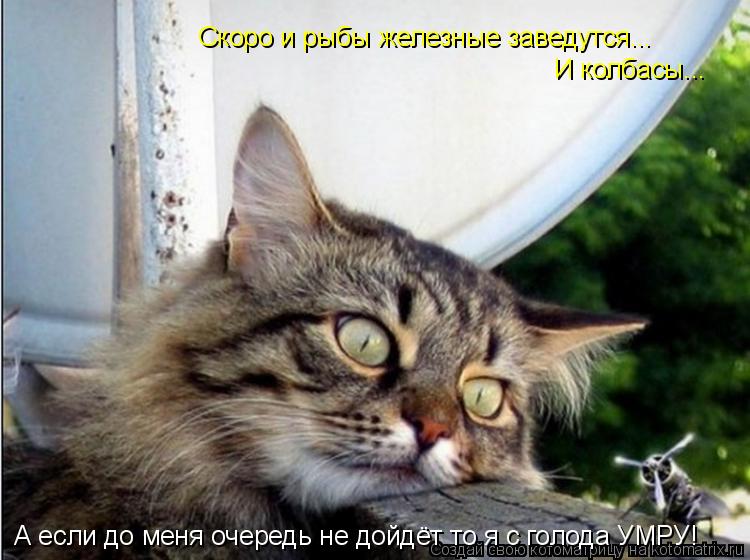 Котоматрица: Скоро и рыбы железные заведутся... И колбасы... А если до меня очередь не дойдёт то я с голода УМРУ!