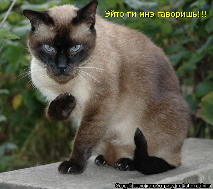 Котоматрица: Эйто ти мнэ гаворишь!!!