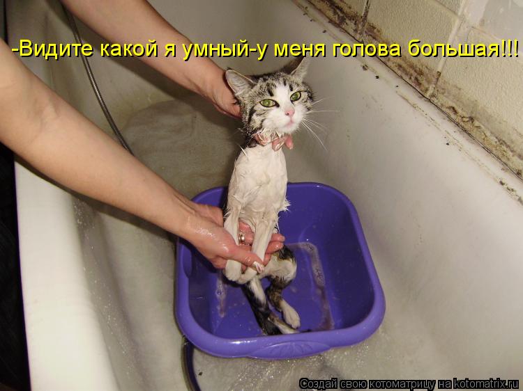 Котоматрица: -Видите какой я умный-у меня голова большая!!!