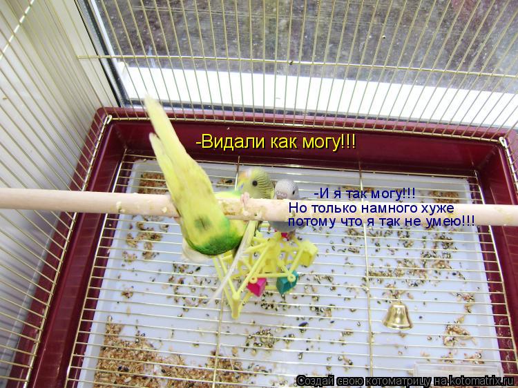 Котоматрица: -Видали как могу!!! -И я так могу!!! Но только намного хуже потому что я так не умею!!!