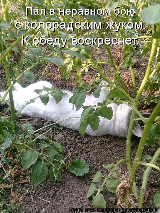 Пал в неравном бою с колорадским жуком. К обеду воскреснет.... Котоматрица: Пал в неравном бою с колорадским жуком. К обеду воскреснет.