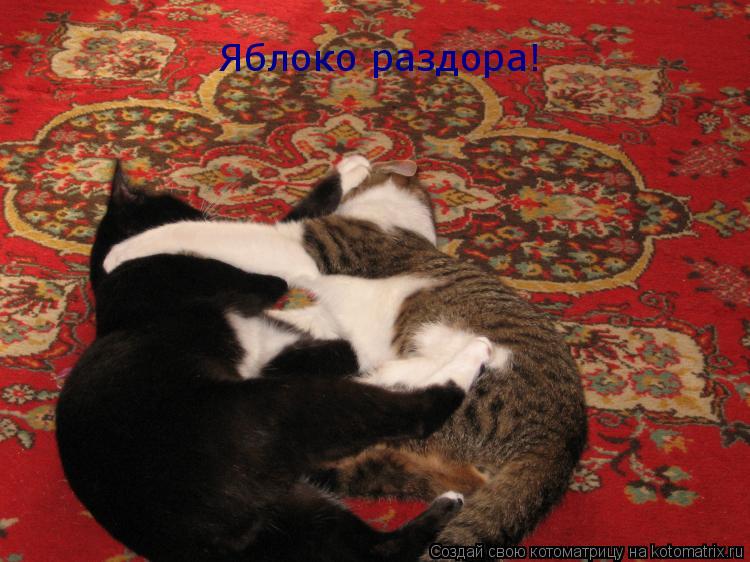 Яблоко раздора!... Котоматрица: Яблоко раздора!