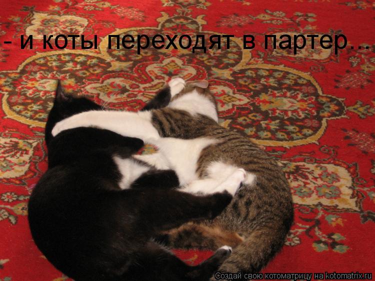 - и коты переходят в партер...... Котоматрица: - и коты переходят в партер...