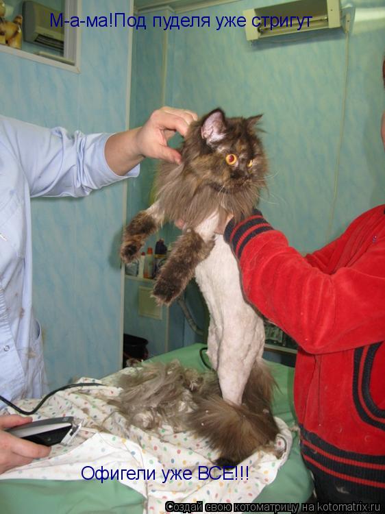 Котоматрица: Офигели уже ВСЕ!!! М-а-ма!Под пуделя уже стригут