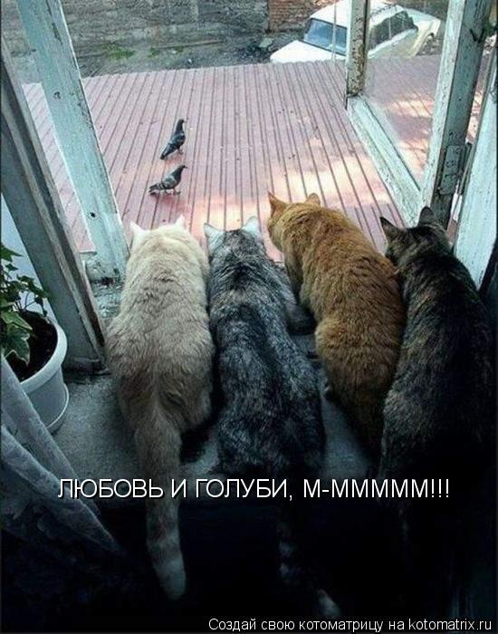 Котоматрица: ЛЮБОВЬ И ГОЛУБИ, М-МММММ!!!