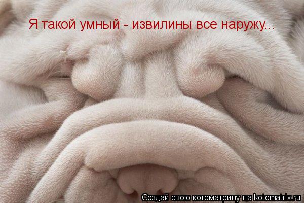 Котоматрица: Я такой умный - извилины все наружу...