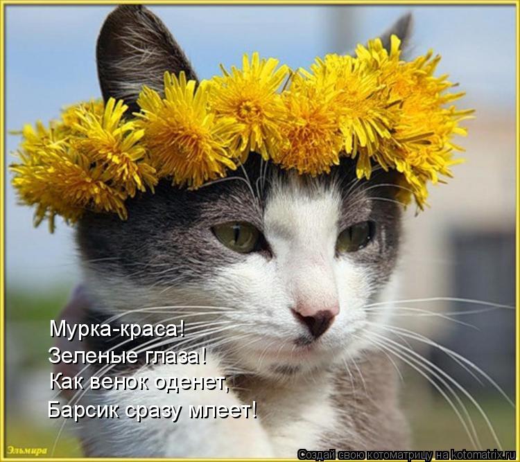 Котоматрица: Мурка-краса! Зеленые глаза! Как венок оденет, Барсик сразу млеет!