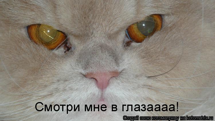 Котоматрица: Смотри мне в глазаааа!