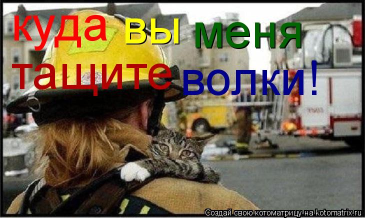 куда вы меня тащите волки!... Котоматрица: куда вы меня тащите волки!