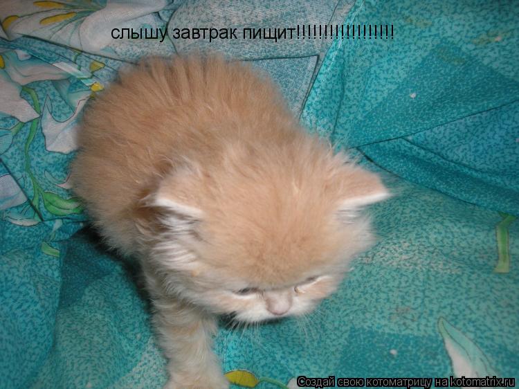 Котоматрица: слышу завтрак пищит!!!!!!!!!!!!!!!!!!