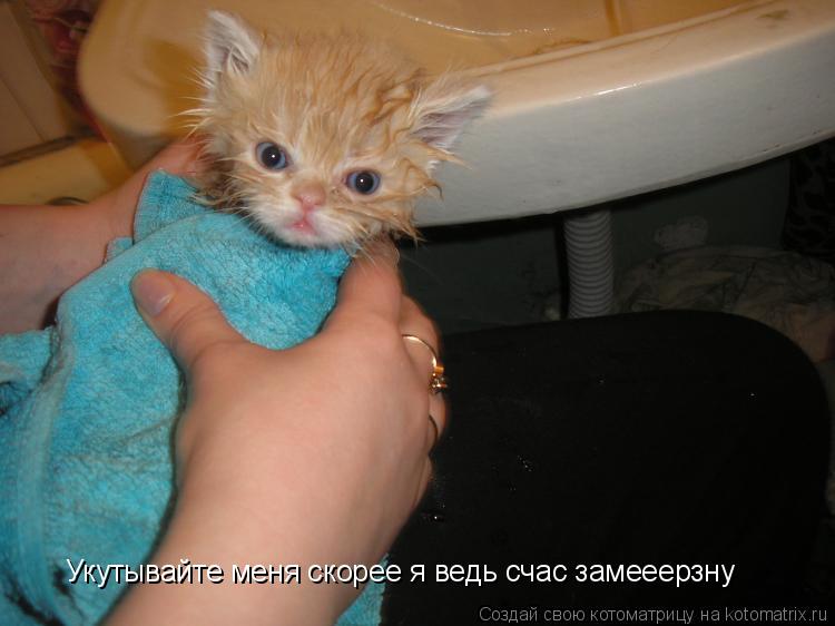 Укутывайте меня скорее я ведь счас замееерзну... Котоматрица: Укутывайте меня скорее я ведь счас замееерзну