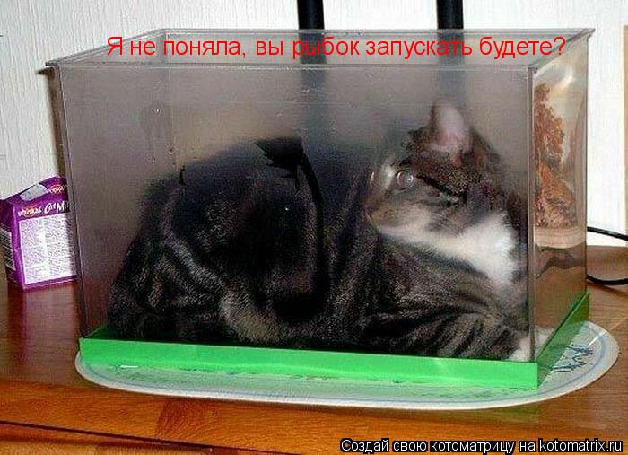 Я не поняла, вы рыбок запускать будете?... Котоматрица: Я не поняла, вы рыбок запускать будете?