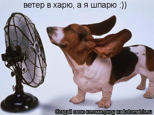 ветер в харю, а я шпарю :))... Котоматрица: ветер в харю, а я шпарю :))
