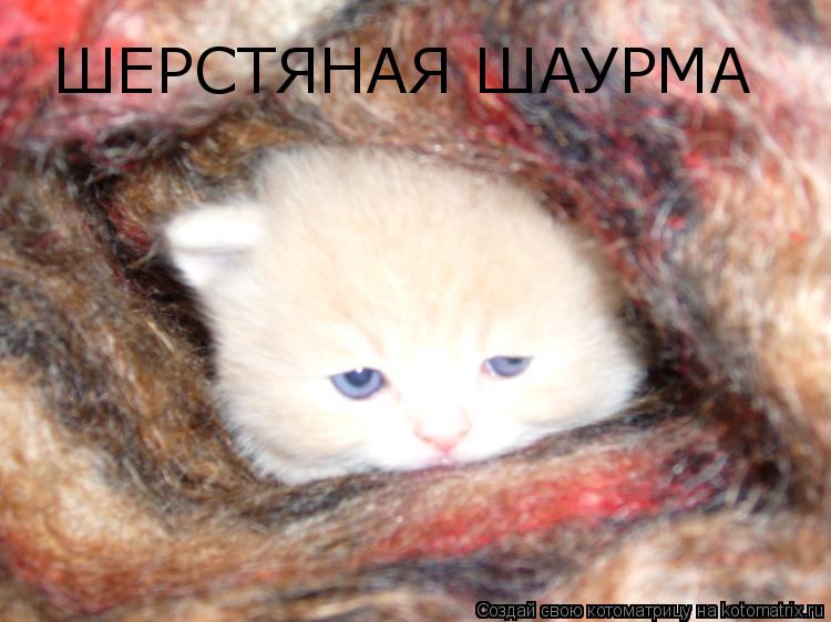 ШЕРСТЯНАЯ ШАУРМА... Котоматрица: ШЕРСТЯНАЯ ШАУРМА