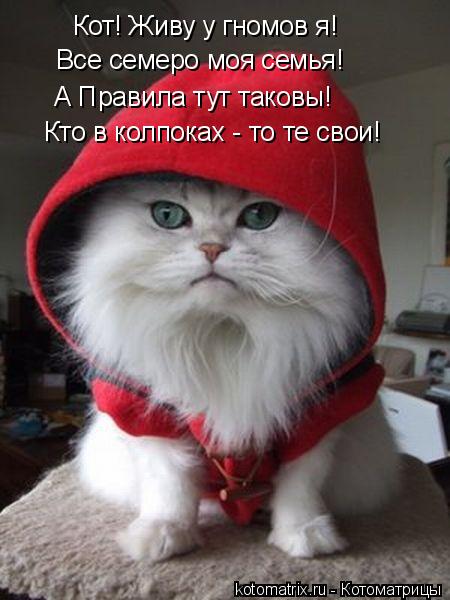 Кот! Живу у гномов я! Все семеро моя семья! А Правила тут таковы! Кто в колпоках - то те свои!... Котоматрица: Кот! Живу у гномов я! Все семеро моя семья! А Правила тут таковы! Кто в колпоках - то те свои!