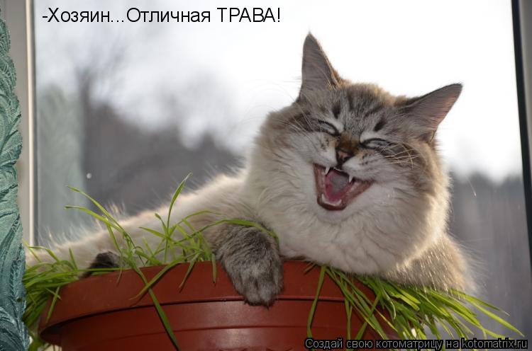 -Хозяин...Отличная ТРАВА!... Котоматрица: -Хозяин...Отличная ТРАВА!