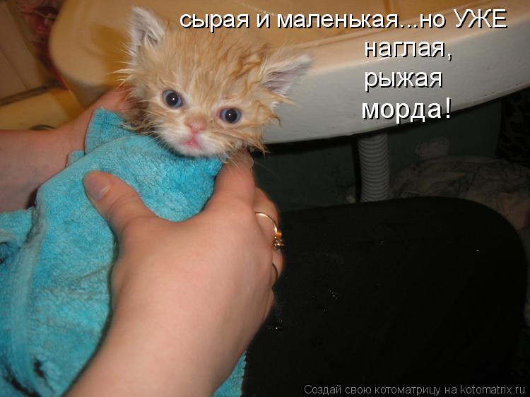 сырая и маленькая...но УЖЕ наглая, рыжая морда!... Котоматрица: сырая и маленькая...но УЖЕ наглая, рыжая морда!