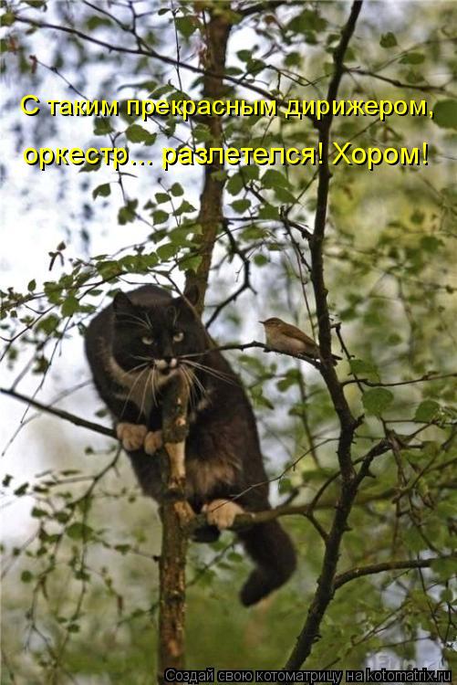 Котоматрица: С таким прекрасным дирижером,  оркестр... разлетелся! Хором!