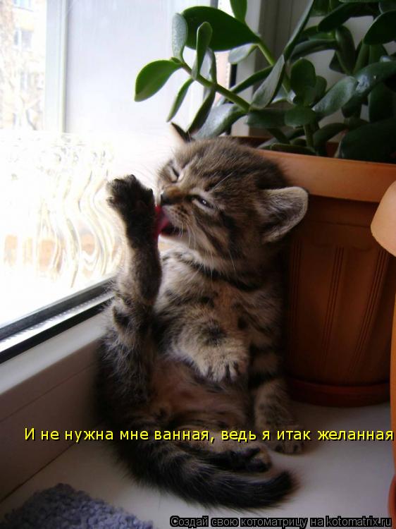 И не нужна мне ванная, ведь я итак желанная... Котоматрица: И не нужна мне ванная, ведь я итак желанная