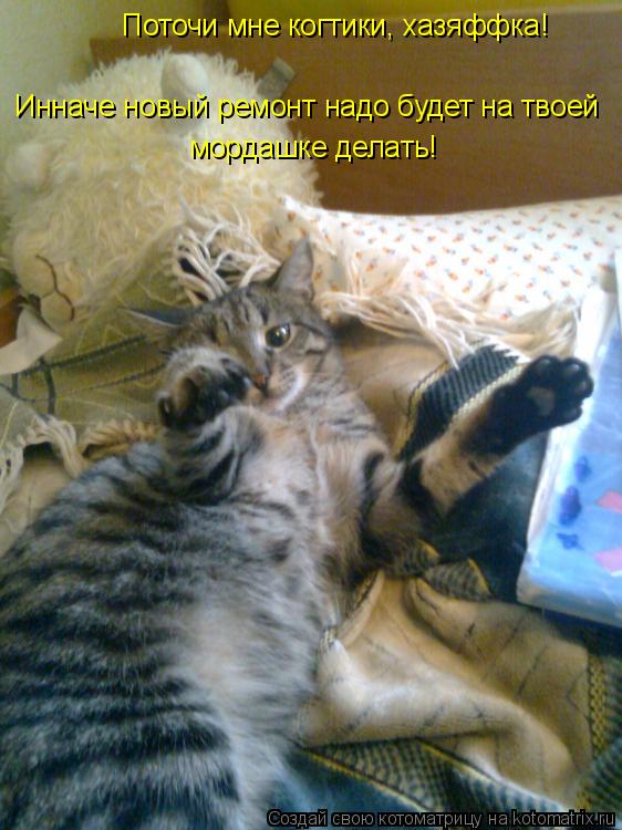 Поточи мне когтики, хазяффка! Инначе новый ремонт надо будет на твоей мордашке делать!... Котоматрица: Поточи мне когтики, хазяффка! Инначе новый ремонт надо будет на твоей мордашке делать!