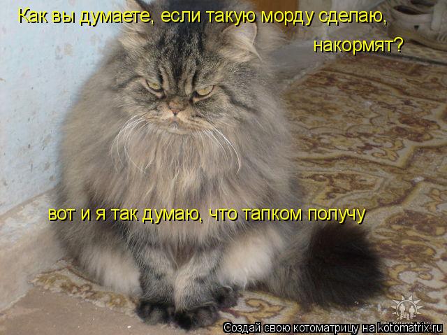Как вы думаете, если такую морду сделаю, накормят? вот и я так думаю, что тапком получу... Котоматрица: Как вы думаете, если такую морду сделаю, накормят? вот и я так думаю, что тапком получу