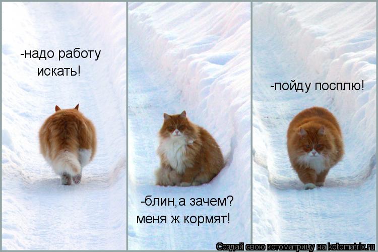 искать! -блин,а зачем? меня ж кормят! -пойду посплю! -надо работу... Котоматрица: искать! -блин,а зачем? меня ж кормят! -пойду посплю! -надо работу