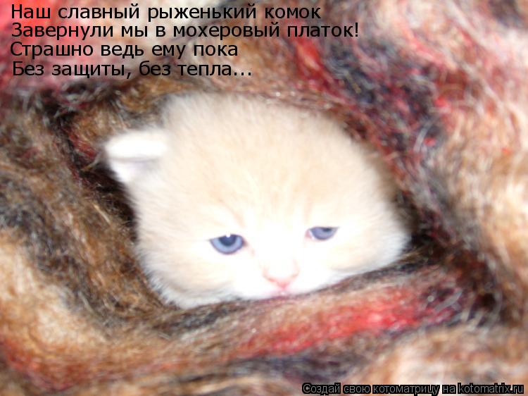 Наш славный рыженький комок Завернули мы в мохеровый платок! Страшно ведь ему пока Без защиты, без те... Котоматрица: Наш славный рыженький комок Завернули мы в мохеровый платок! Страшно ведь ему пока Без защиты, без тепла...