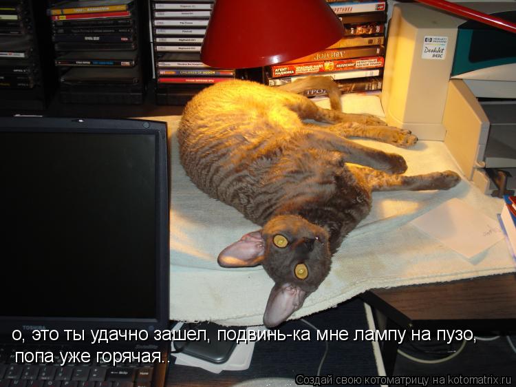 о, это ты удачно зашел, подвинь-ка мне лампу на пузо, попа уже горячая..... Котоматрица: о, это ты удачно зашел, подвинь-ка мне лампу на пузо, попа уже горячая..