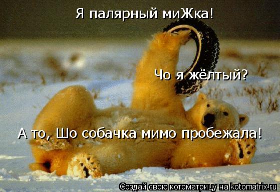 Я палярный миЖка! Чо я жёлтый? А то, Шо собачка мимо пробежала!... Котоматрица: Я палярный миЖка! Чо я жёлтый? А то, Шо собачка мимо пробежала!