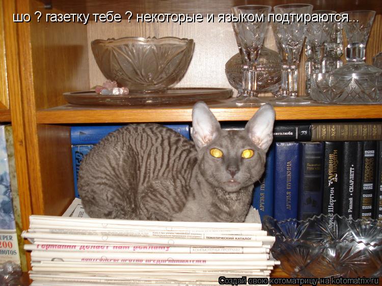 шо ? газетку тебе ? некоторые и языком подтираются...... Котоматрица: шо ? газетку тебе ? некоторые и языком подтираются...