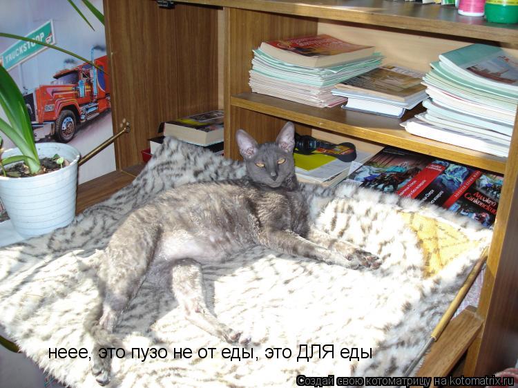 неее, это пузо не от еды, это ДЛЯ еды... Котоматрица: неее, это пузо не от еды, это ДЛЯ еды
