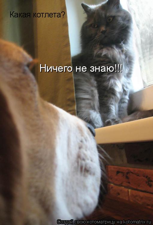 Какая котлета? Ничего не знаю!!!... Котоматрица: Какая котлета? Ничего не знаю!!!